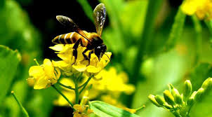 Organic Flower Honey 